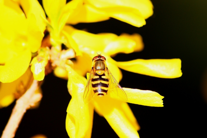 Syrphus ribesii?